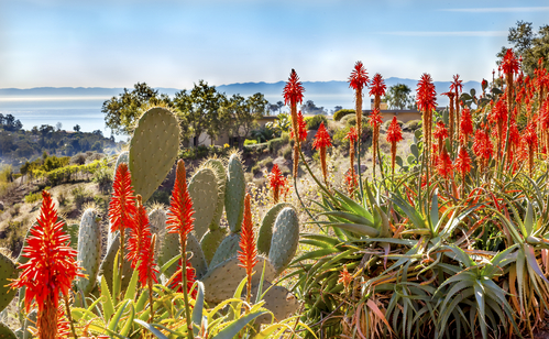 Il migliore sito di vendita di aloes arborescens, consigli e utilizzi