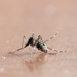Disinfestazione zanzare che prodotti professionali si usano